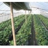 紅顏草莓苗基地 種草莓 草莓苗樹苗急急急售價格0.4元