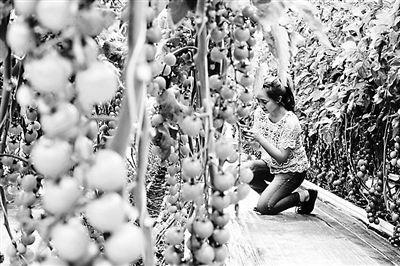 技術人員詳細記錄果蔬成長環境的溫濕度