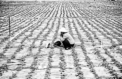 優質良種離不開精心培育