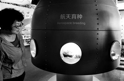 在種子天地展區,一個模擬太空艙展示了部分經航天育種后培育而成的果實樣品和種子樣品本組攝影/本報記者