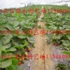 陜西銅川草莓苗品種供應紅顏品種甜寶品種法蘭地品種章姬品種