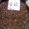 萬綠園苗木種子公司專業批發各種大量收購北欒 國槐角 合歡種子