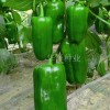 高產高抗病毒甜椒種子—太空101