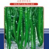 韓國超級線椒王--秀惠