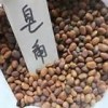 大量求購優質北欒種子苗木種子
