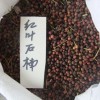 開始收購20·14年的新樹仔啦絲棉木國槐復葉槭
