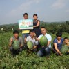 瓦崗鎮下溝村劉鋼圈旱地西瓜施用科邦肥料喜獲豐收-記者李江武攝影
