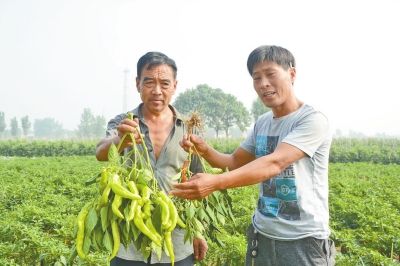 與別人所種辣椒相比,石橋、石莊、中山寨等村的千余戶椒農所種的豫藝抗病金福807很不起眼。