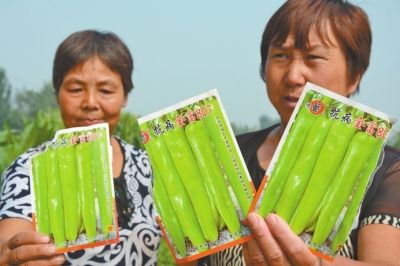 “抗病金福807”包裝袋上的宣傳圖片看上去很誘人