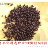 求購蘭花蔦尾種子要求成熟好質量優－河北