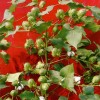 新疆棉花種子農科院棉花種子