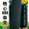 冬瓜種子-金記易成鐵心888雜交黑皮冬瓜F-888 金記種業