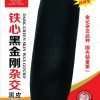 冬瓜種子-金記鐵心黑金剛雜交黑皮冬瓜F-303 金記種業