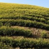 黃茶，廠家直銷，價格低，品種全，質量好