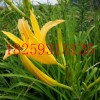 金針菜種苗