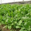 芝麻菜種子  優質野菜推薦品種