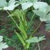 補血菜種苗紫背天葵種苗批發