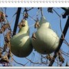 觀賞葫蘆種子套餐批發仙壺葫蘆