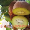 獼猴桃批發零售團購