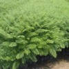 藍花楹苗，藍花楹樹苗