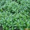救心菜種苗價格