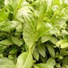 無公害野生蔬菜種子仙人菜種子