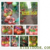 供應西紅柿種子品種齊全
