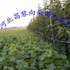 河北供應晚秋黃梨樹苗
