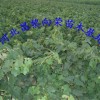 河北供應赤霞珠葡萄苗