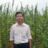 供應中油所芝麻種中湘芝一號