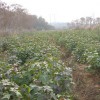 江西楓香|江西木荷|江西造林苗|兩年生楓香、木荷