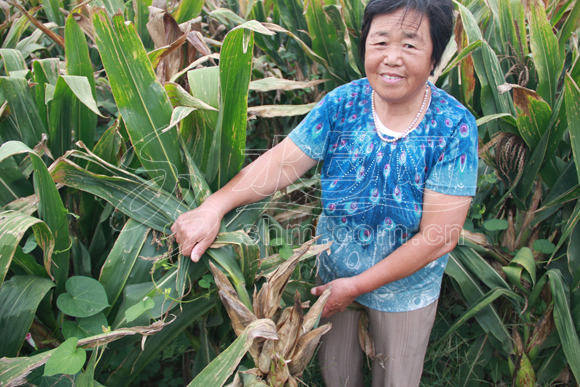 煙臺多家農戶苞米地里長'香蕉' 疑買到假種子(圖)