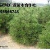 出售大量白皮松、1米、2米、3米白皮松大量低價優惠供應