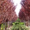 紅葉李小苗大量出售、2、3公分紅葉李大量低價供應