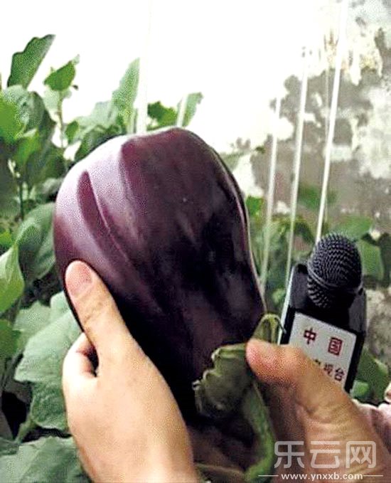 東川菜農種出的太空茄子。