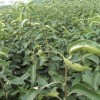 梨樹苗出售、大量低價梨樹苗優惠供應