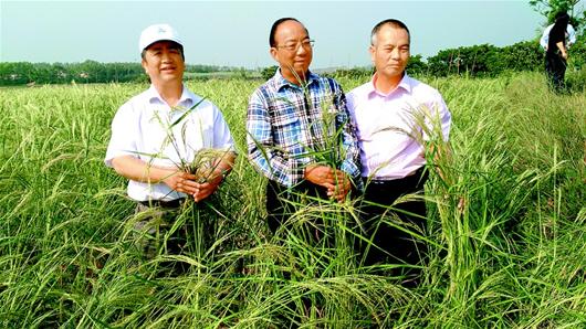 圖為:段洪波(左)、謝華安院士(中)、陳日勝在“海水稻”稻田。