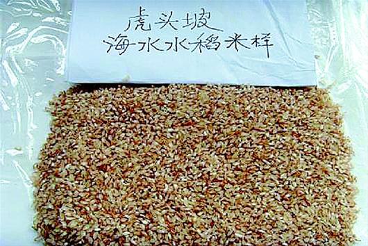 圖為:“海水稻”樣米。