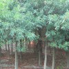 江西哪有米徑3公分杜英供應|哪里米徑3公分香樟數量多
