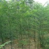 大量低價國槐小苗優惠供應、國槐小苗低價供應