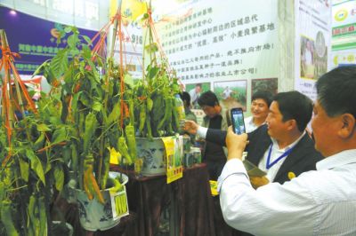 河南鼎優農業科技有限公司展覽的辣椒新品種引起了與會人員的目光。