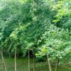 2、3公分五角楓大量出售、大量低價五角楓優惠供應