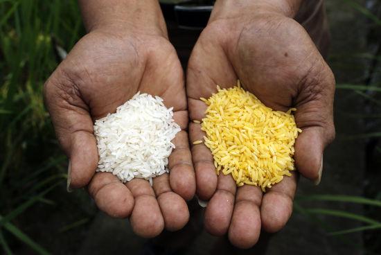 黃金大米(右)與普通大米(左)的比較。黃金大米(英語:Golden Rice)是一種轉基因稻米品種,由美國先正達種子公司參與研發。