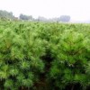 1米華山松出售、大量低價華山松優惠供應