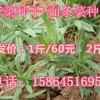 面條菜種子 面條棵、麥瓶草、凈瓶、米瓦罐、香爐草