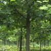 園林工程報價金絲柳、鋪地柏、垂柳、臘梅、鵝掌楸、蜀檜、馬褂木
