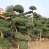 綠化工程造價毛白楊、小葉女貞造型樹、合歡、海桐球、雪松、水杉