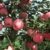 矮化蘋果苗，紅富士，煙富0，煙富八，煙富六。