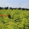 定州金葉復葉槭價格基地,金葉復葉槭著名廠家