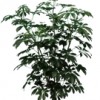 武漢花木出租實價批發，植物租賃實價批發，盆栽租擺實價批發